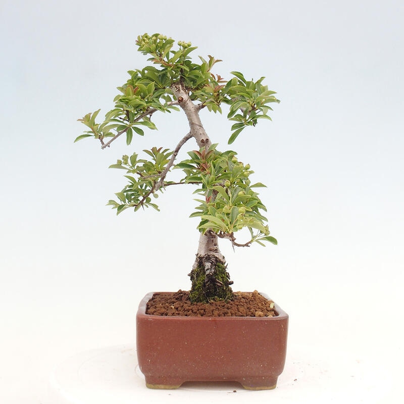 Venkovní bonsai - Pyracantha teton - Hlohyně šarlatová