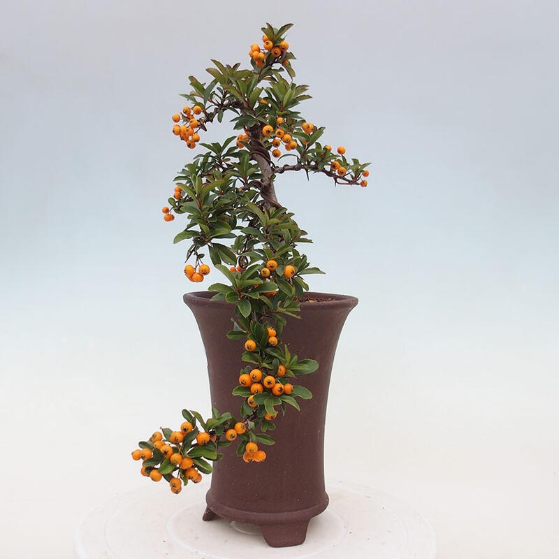 Venkovní bonsai - Pyracantha teton - Hlohyně šarlatová