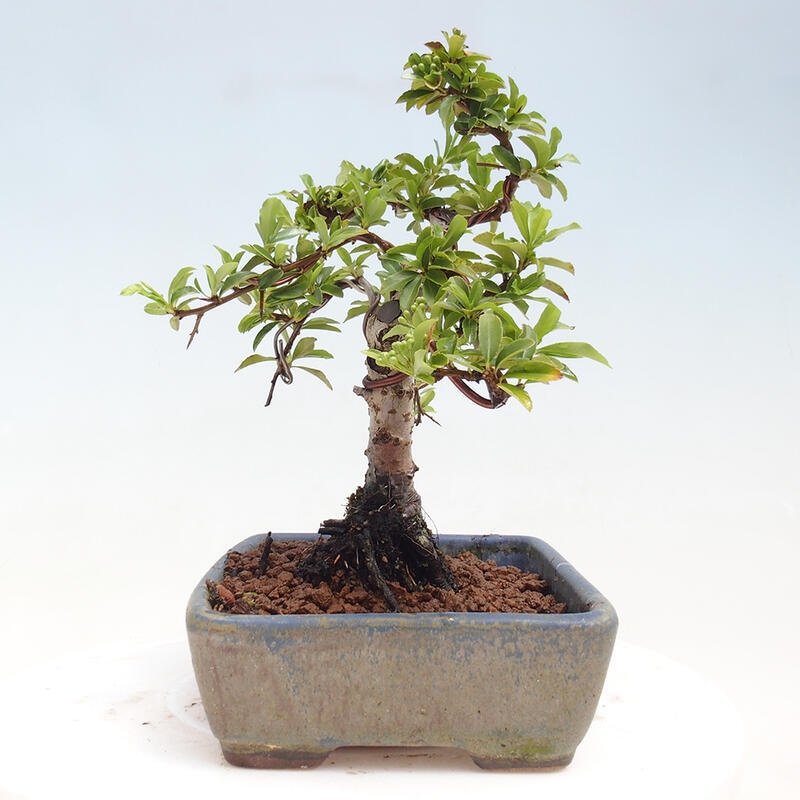 Venkovní bonsai - Pyracantha teton - Hlohyně šarlatová