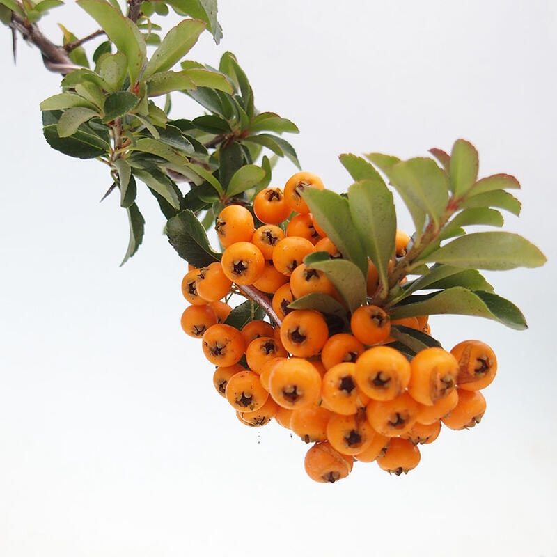 Venkovní bonsai - Pyracantha teton - Hlohyně šarlatová