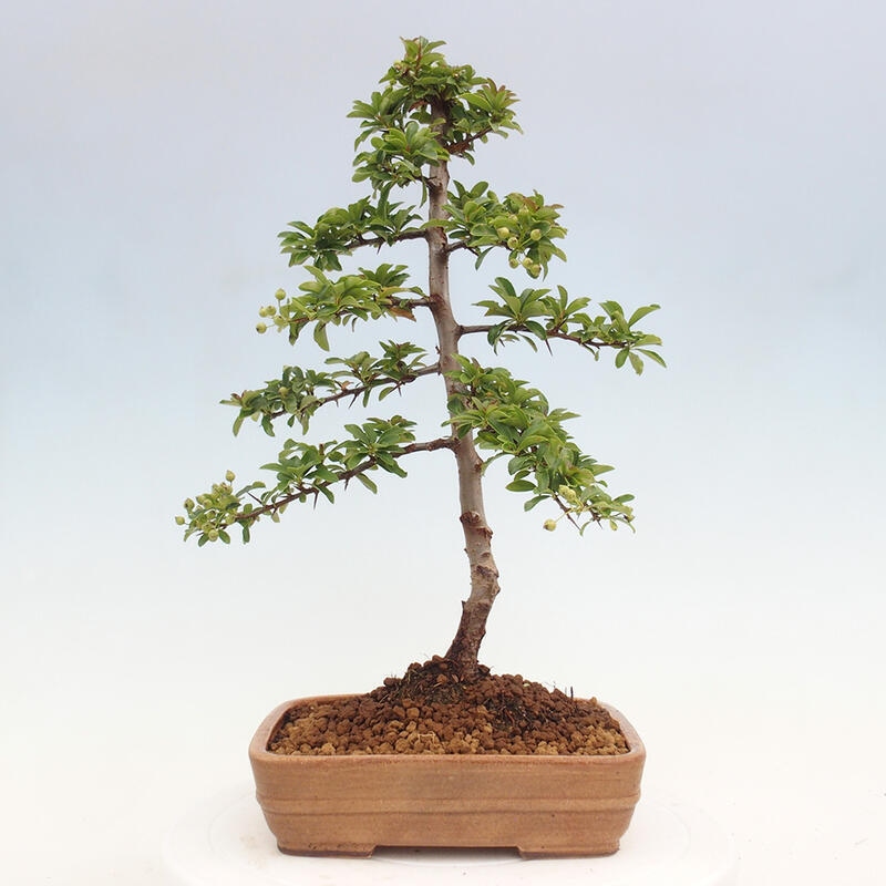 Venkovní bonsai - Pyracantha teton - Hlohyně šarlatová