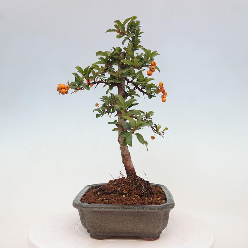 Venkovní bonsai - Pyracantha teton - Hlohyně šarlatová