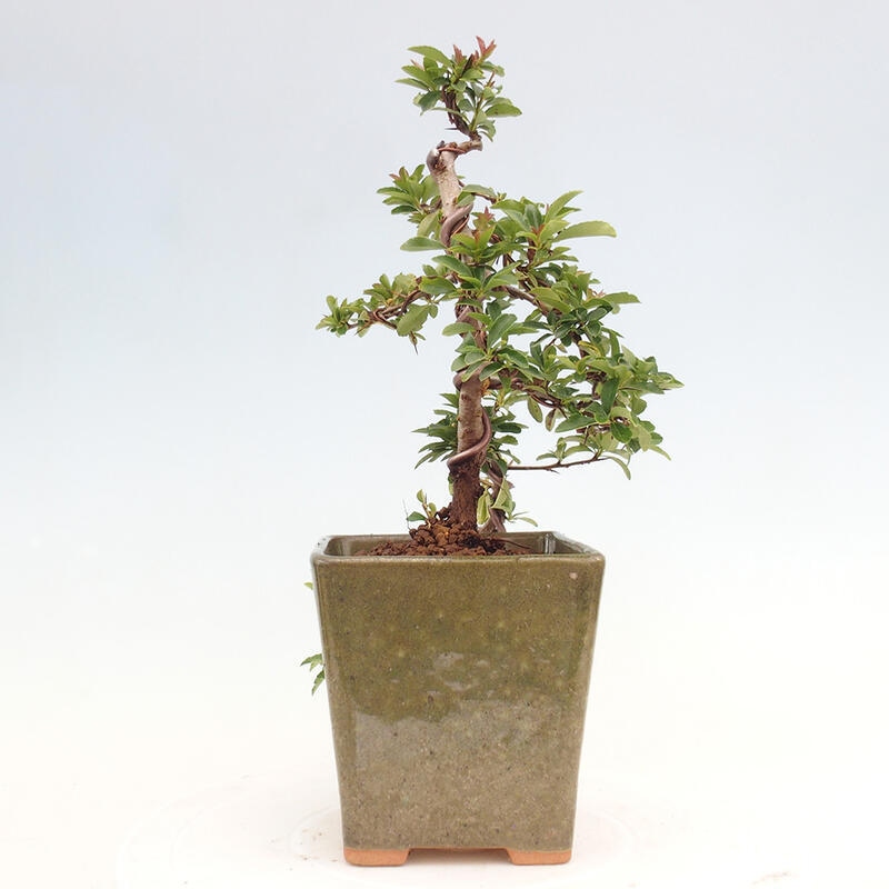 Venkovní bonsai - Pyracantha teton - Hlohyně šarlatová