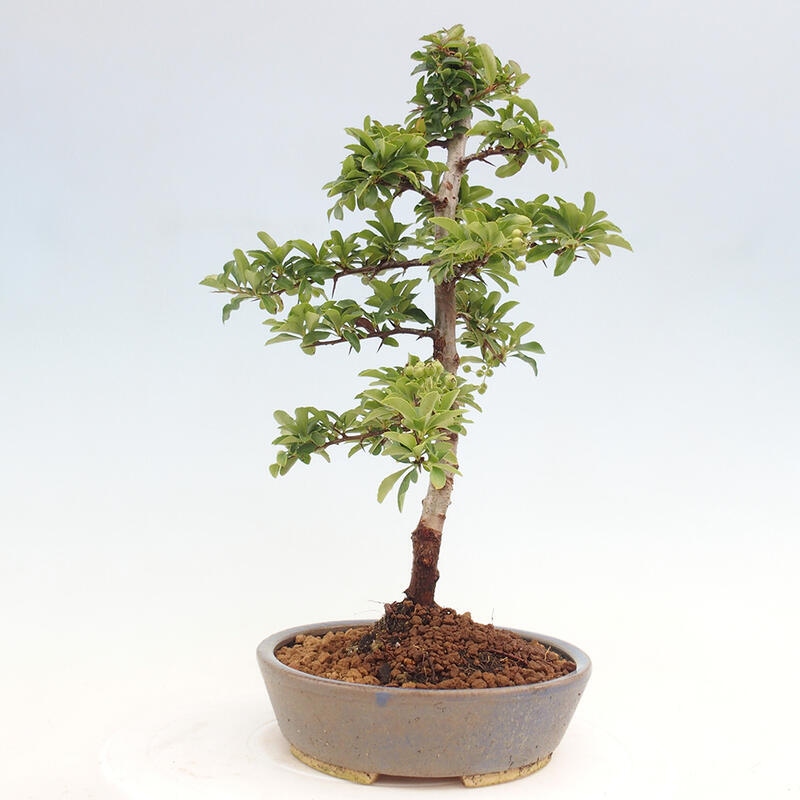 Venkovní bonsai - Pyracantha teton - Hlohyně šarlatová