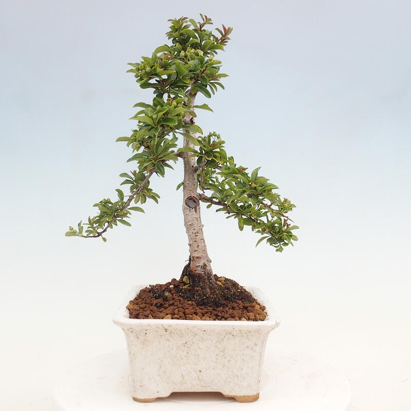 Venkovní bonsai - Pyracantha teton - Hlohyně šarlatová