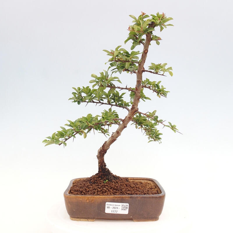 Venkovní bonsai - Pyracantha teton - Hlohyně šarlatová