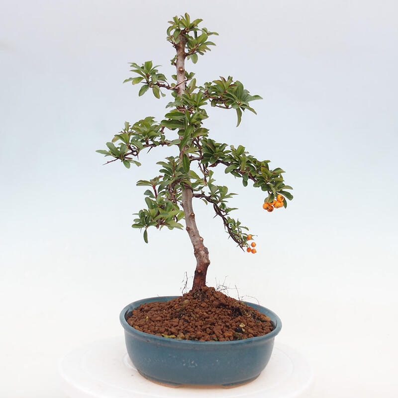 Venkovní bonsai - Pyracantha teton - Hlohyně šarlatová