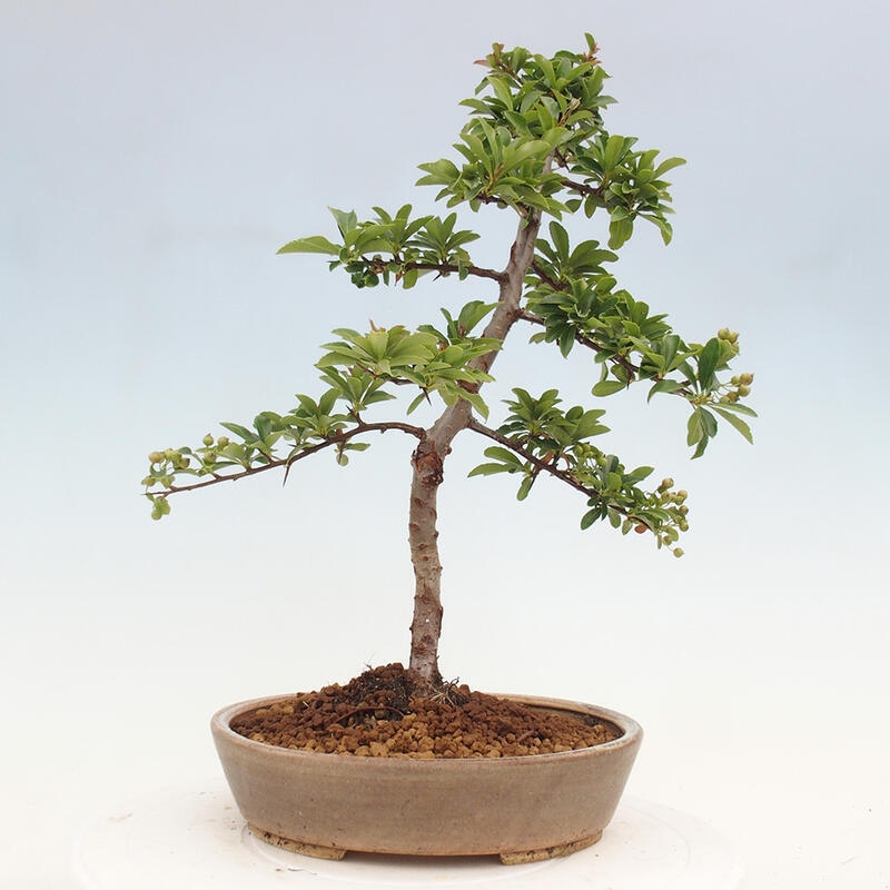 Venkovní bonsai - Pyracantha teton - Hlohyně šarlatová