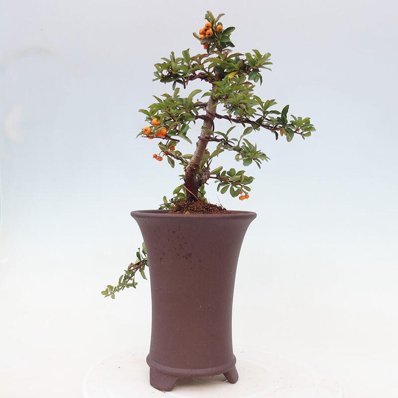 Venkovní bonsai - Pyracantha teton - Hlohyně šarlatová