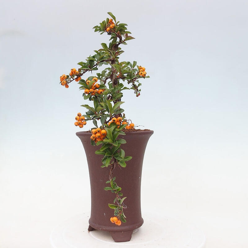 Venkovní bonsai - Pyracantha teton - Hlohyně šarlatová