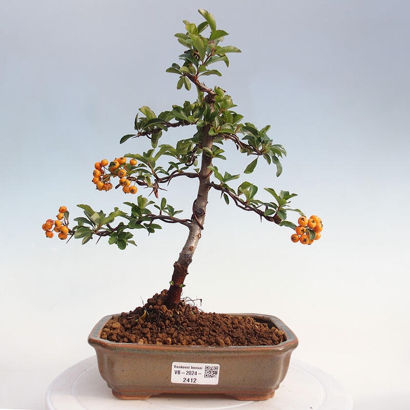 Venkovní bonsai - Pyracantha teton - Hlohyně šarlatová