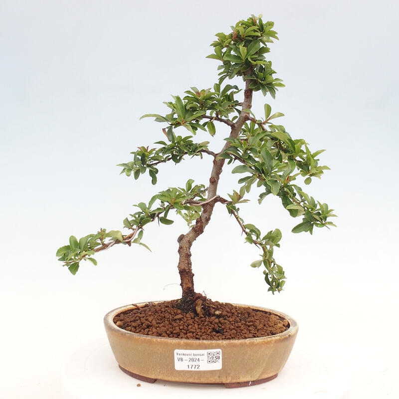 Venkovní bonsai - Pyracantha teton - Hlohyně šarlatová