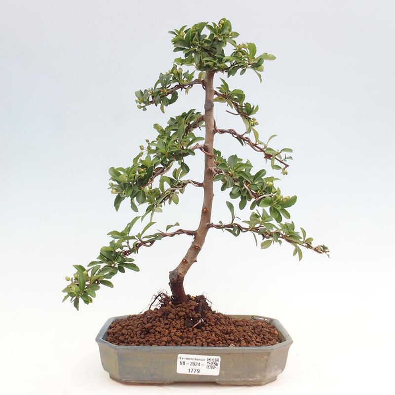 Venkovní bonsai - Pyracantha teton - Hlohyně šarlatová