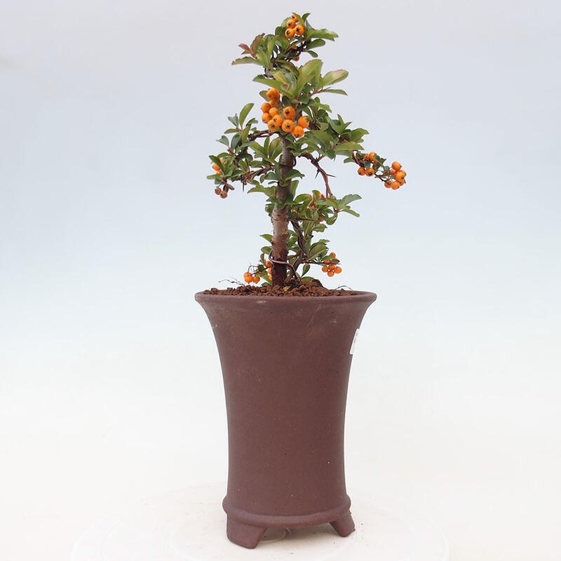 Venkovní bonsai - Pyracantha teton - Hlohyně šarlatová