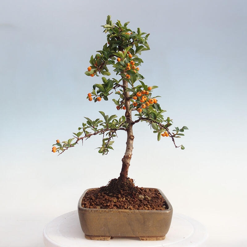 Venkovní bonsai - Pyracantha teton - Hlohyně šarlatová