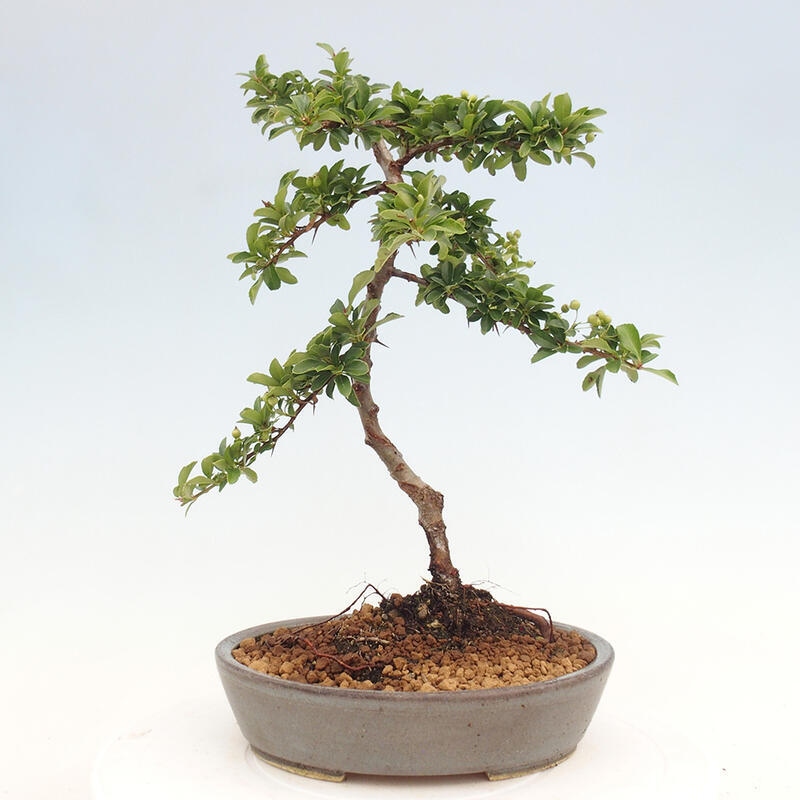 Venkovní bonsai - Pyracantha teton - Hlohyně šarlatová