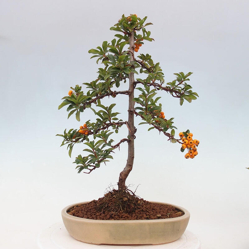 Venkovní bonsai - Pyracantha teton - Hlohyně šarlatová