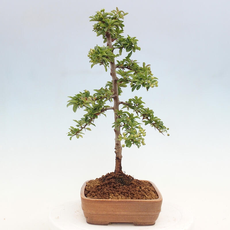 Venkovní bonsai - Pyracantha teton - Hlohyně šarlatová