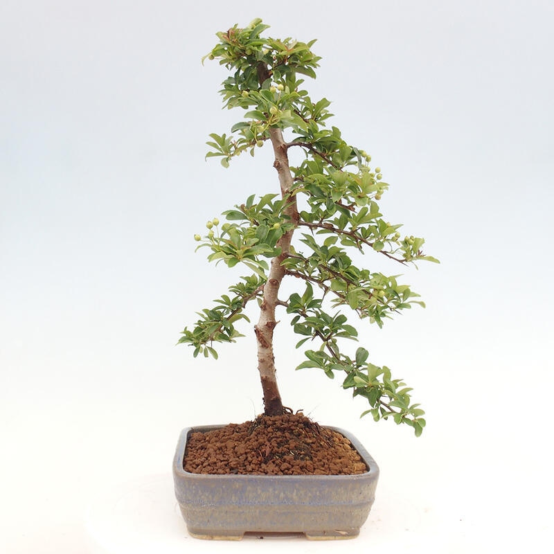 Venkovní bonsai - Pyracantha teton - Hlohyně šarlatová