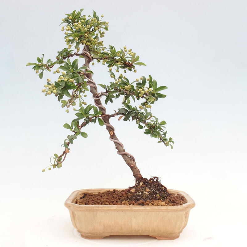 Venkovní bonsai - Pyracantha teton - Hlohyně šarlatová