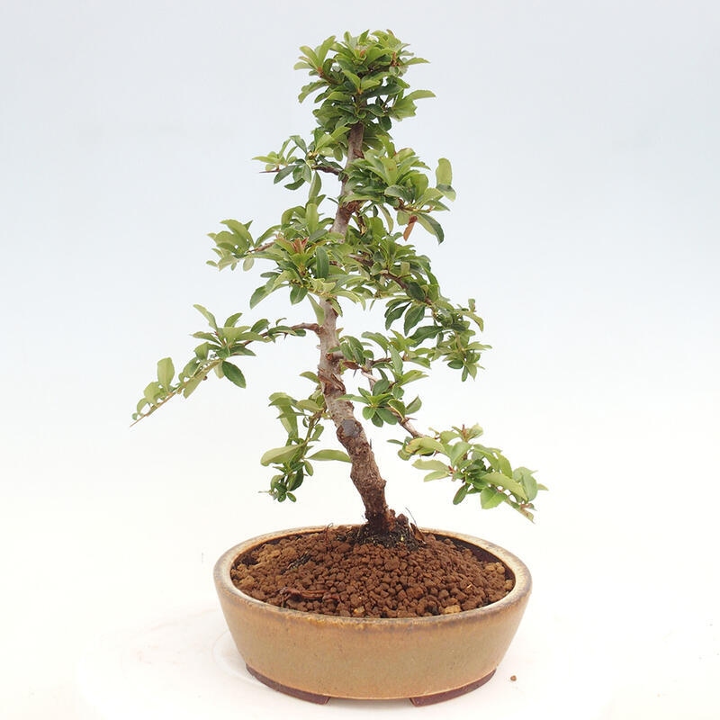 Venkovní bonsai - Pyracantha teton - Hlohyně šarlatová