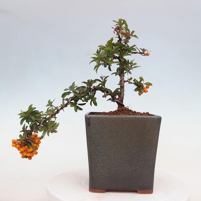 Venkovní bonsai - Pyracantha teton - Hlohyně šarlatová