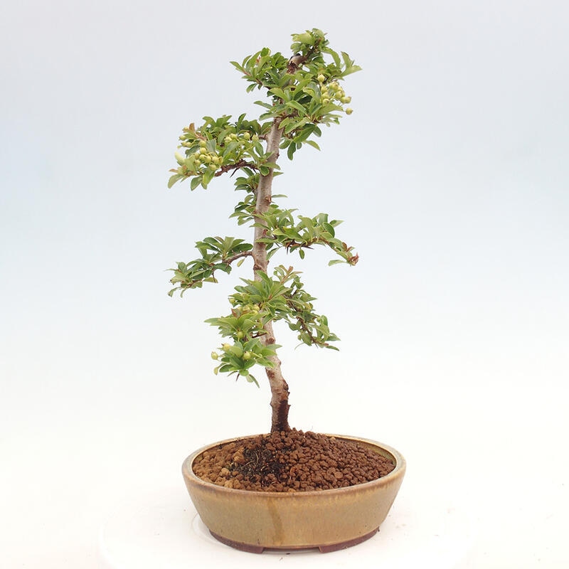 Venkovní bonsai - Pyracantha teton - Hlohyně šarlatová