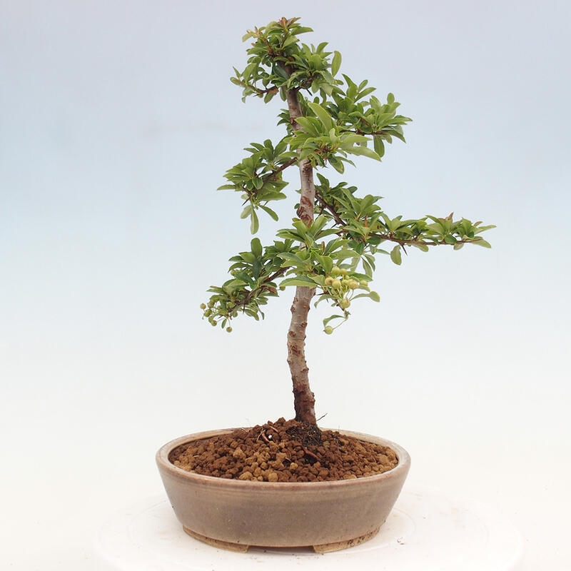 Venkovní bonsai - Pyracantha teton - Hlohyně šarlatová