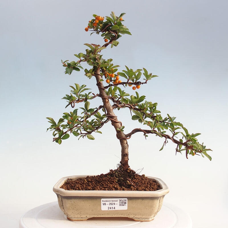 Venkovní bonsai - Pyracantha teton - Hlohyně šarlatová