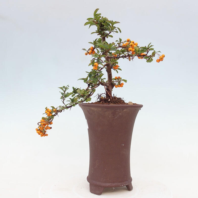 Venkovní bonsai - Pyracantha teton - Hlohyně šarlatová