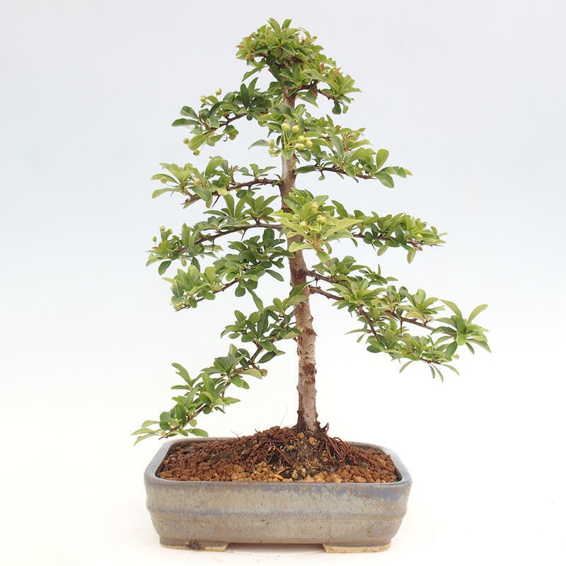 Venkovní bonsai - Pyracantha teton - Hlohyně šarlatová