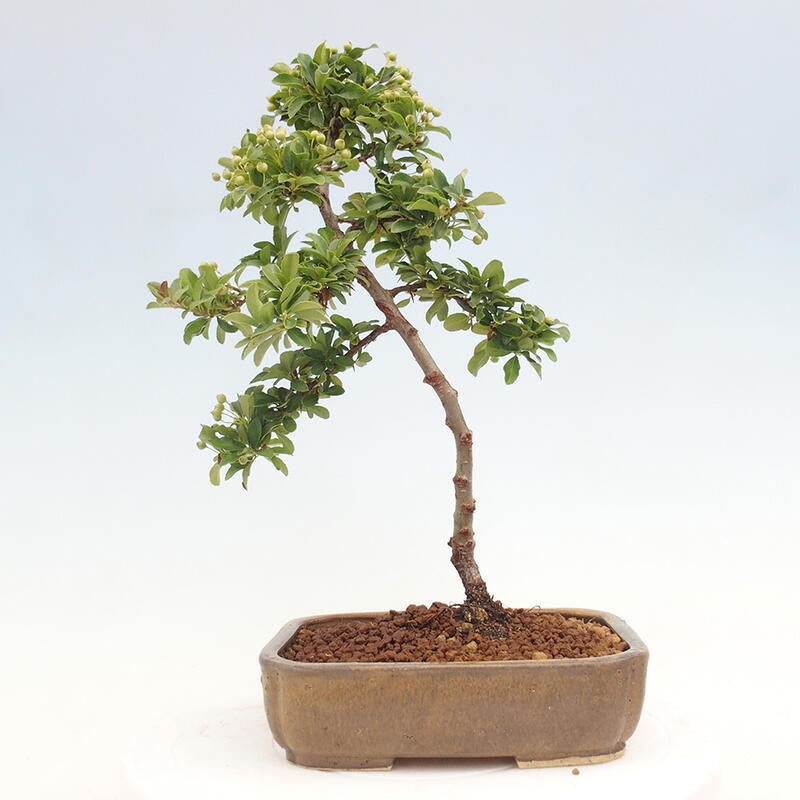 Venkovní bonsai - Pyracantha teton - Hlohyně šarlatová