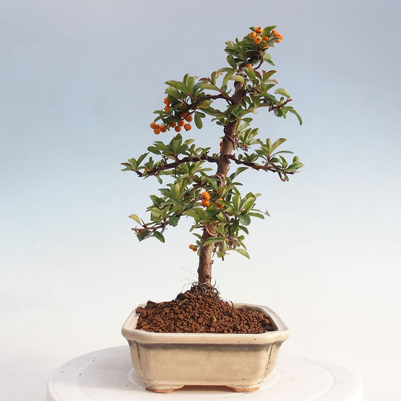 Venkovní bonsai - Pyracantha teton - Hlohyně šarlatová