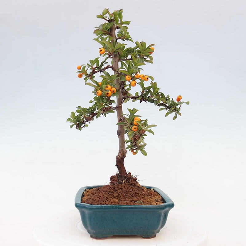 Venkovní bonsai - Pyracantha teton - Hlohyně šarlatová