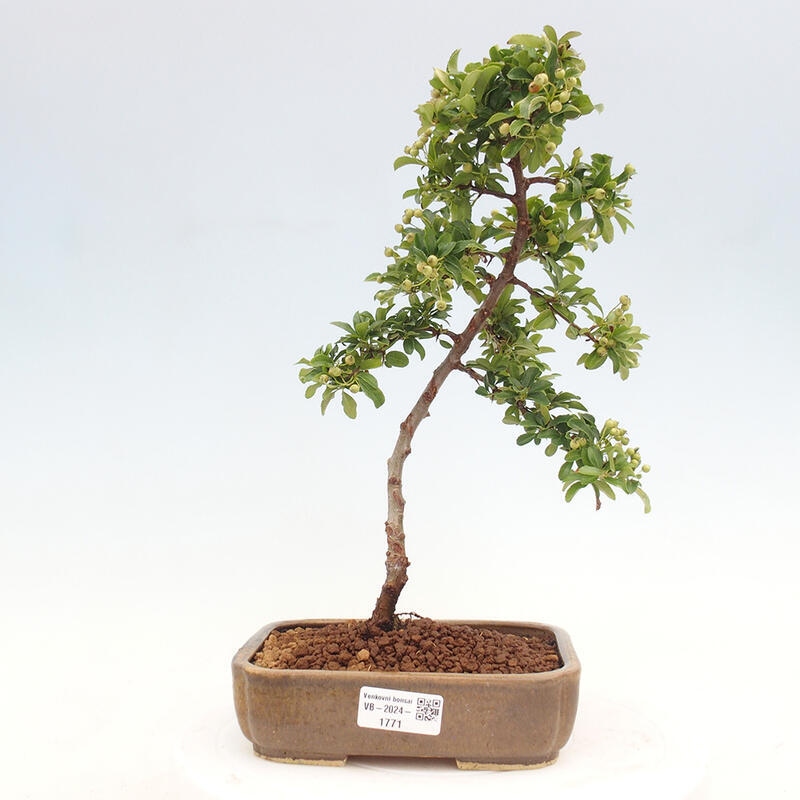 Venkovní bonsai - Pyracantha teton - Hlohyně šarlatová