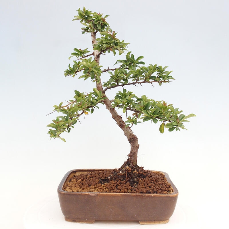 Venkovní bonsai - Pyracantha teton - Hlohyně šarlatová