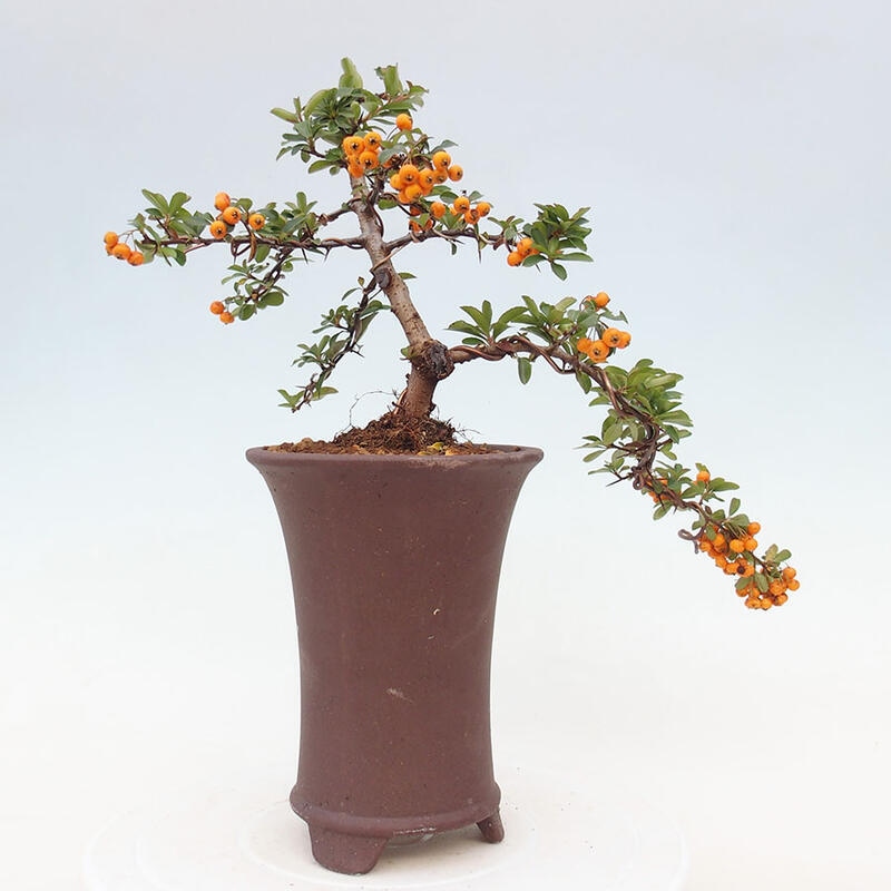 Venkovní bonsai - Pyracantha teton - Hlohyně šarlatová