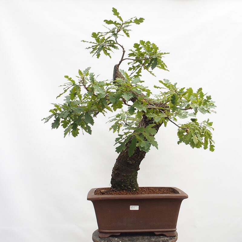 Venkovní bonsai Quercus Cerris - Dub Cer