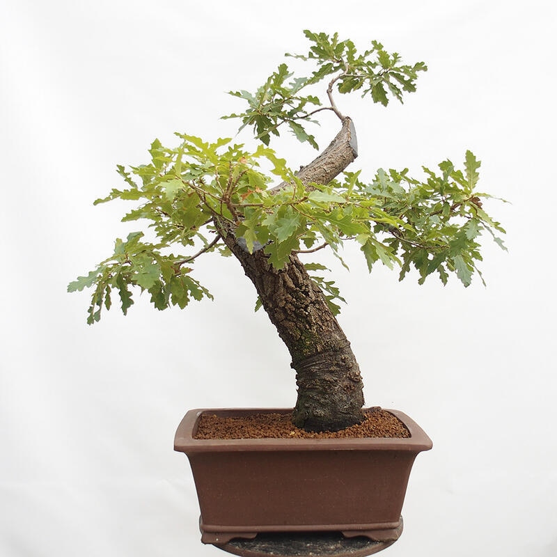 Venkovní bonsai Quercus Cerris - Dub Cer