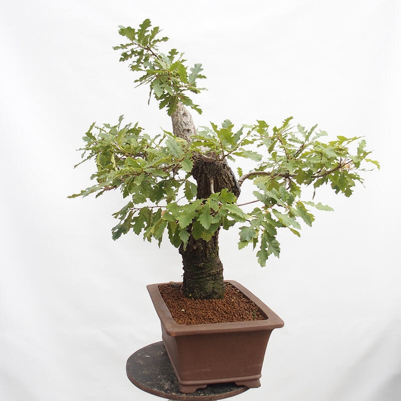 Venkovní bonsai Quercus Cerris - Dub Cer