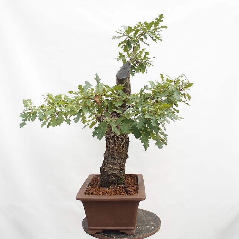 Venkovní bonsai Quercus Cerris - Dub Cer