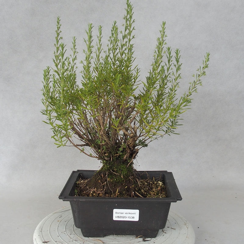 Venkovní bonsai - Saturejka horská - Satureja montana