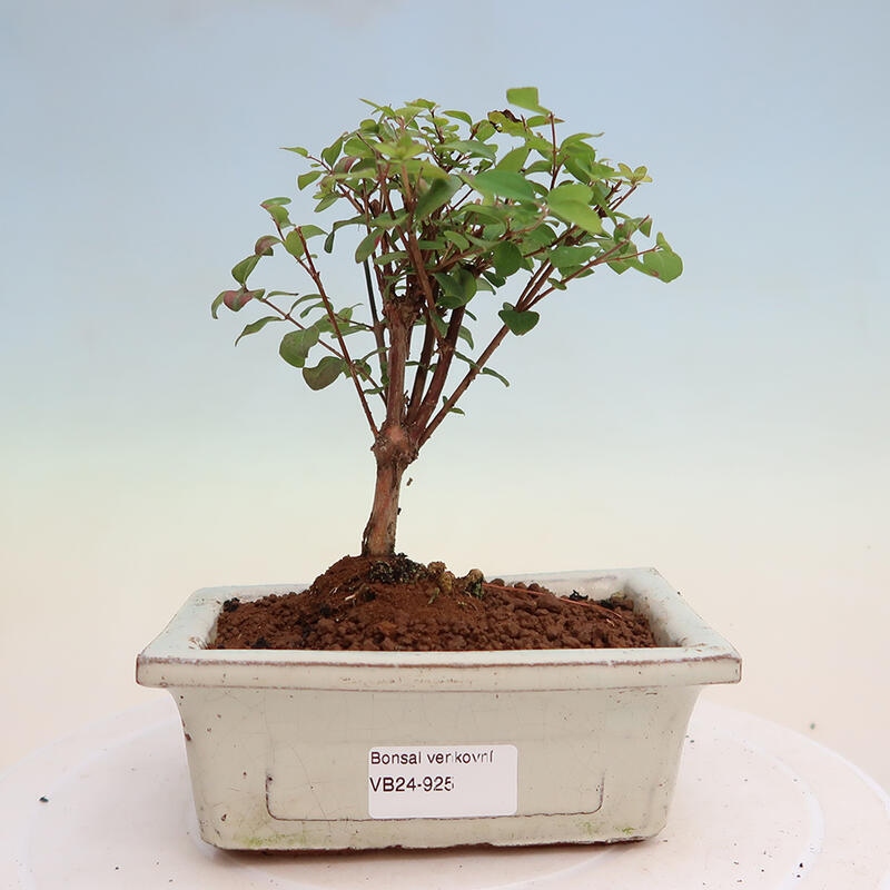 Venkovní bonsai - Symphoricarpos Magic Berry - Pámelník