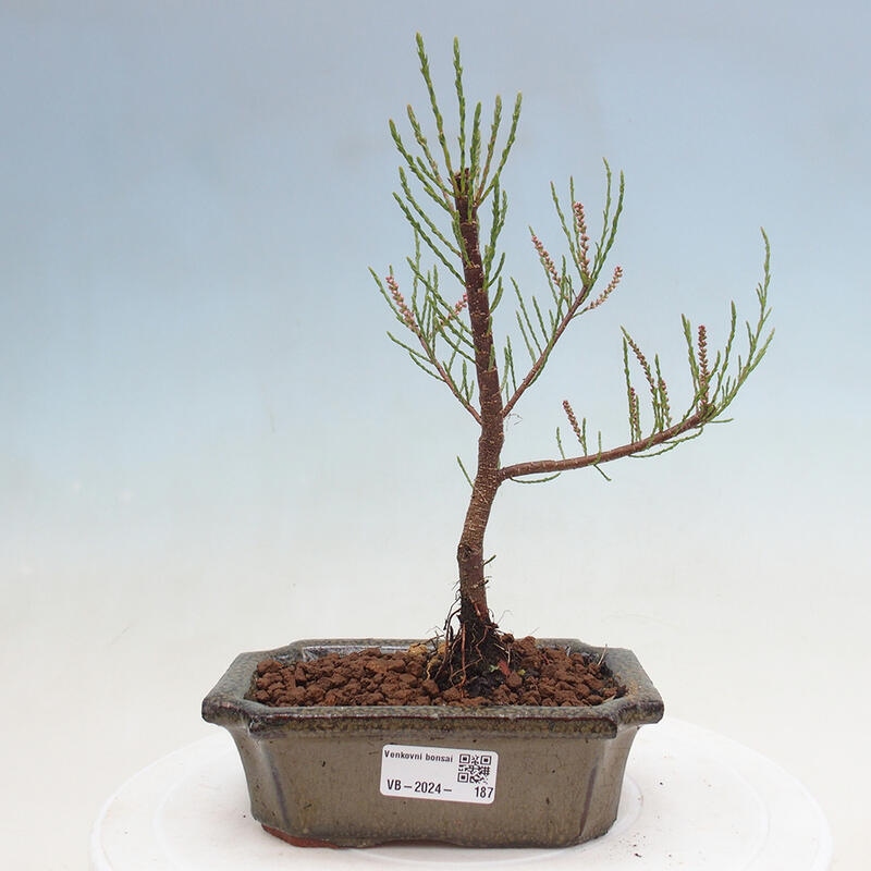 Venkovní bonsai - Tamaryšek - Tamarix