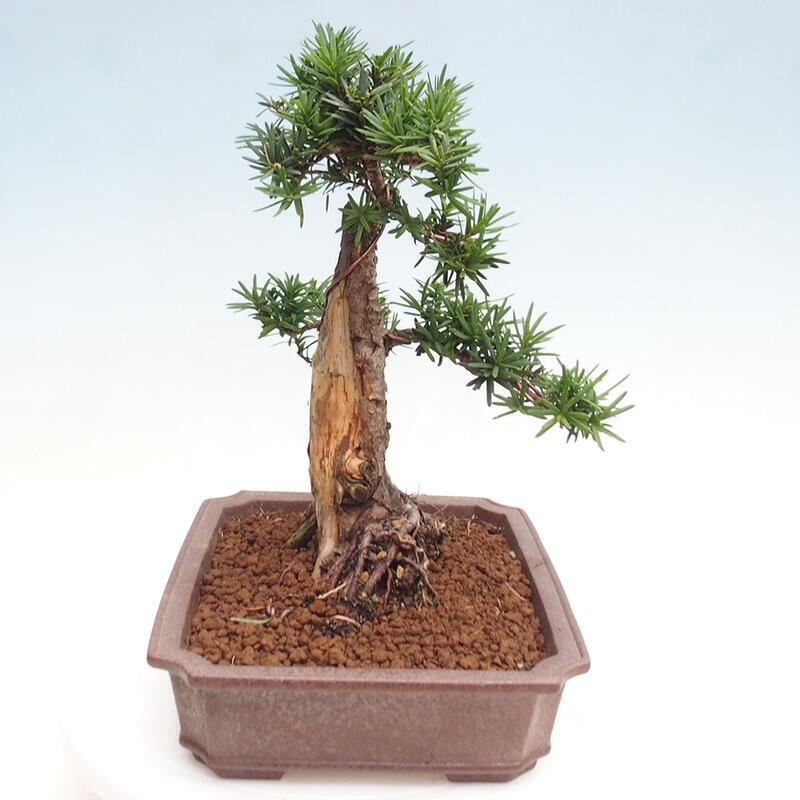 Venkovní bonsai - Taxus cuspidata  - Tis japonský