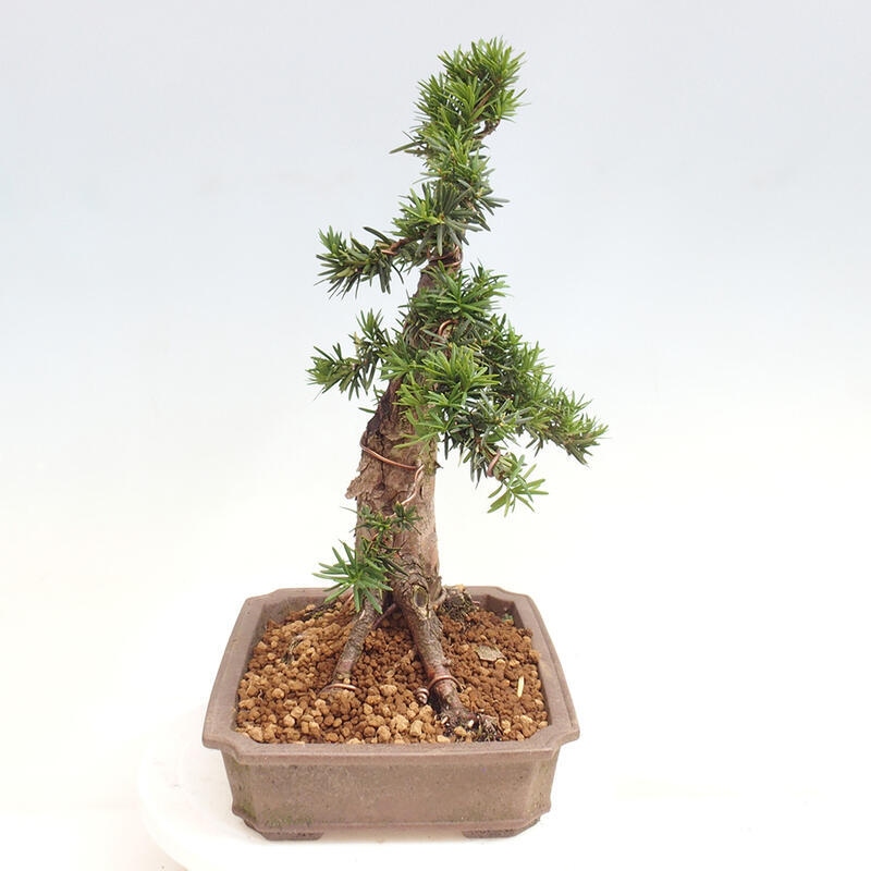 Venkovní bonsai - Taxus cuspidata  - Tis japonský