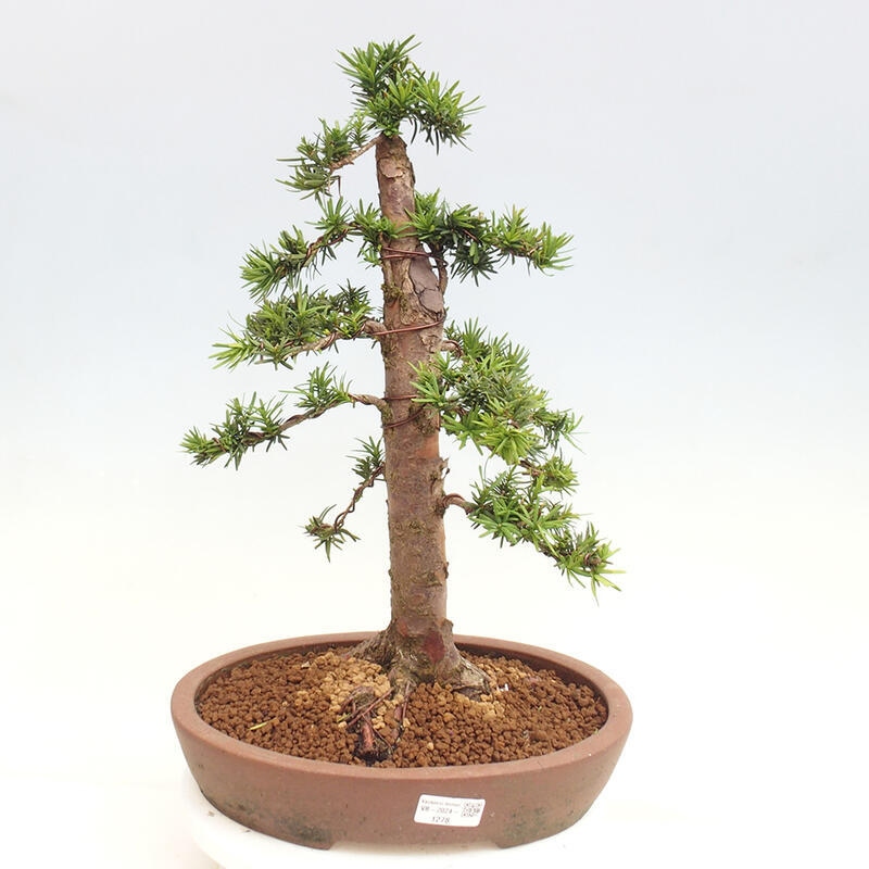 Venkovní bonsai - Taxus cuspidata  - Tis japonský