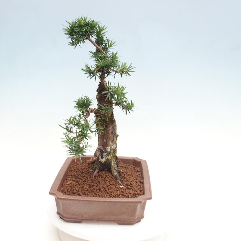 Venkovní bonsai - Taxus cuspidata  - Tis japonský