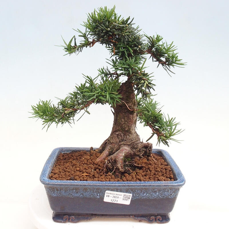 Venkovní bonsai - Taxus cuspidata  - Tis japonský