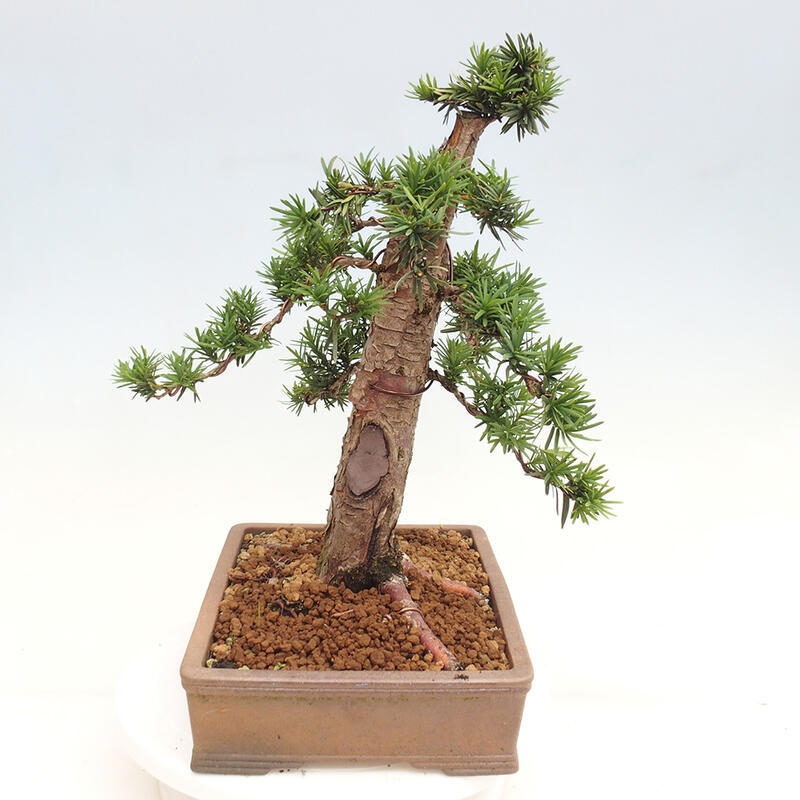 Venkovní bonsai - Taxus cuspidata  - Tis japonský